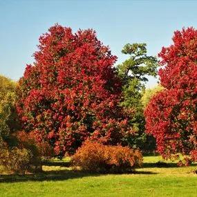 Maple Red (Acer 'rubrum') 2